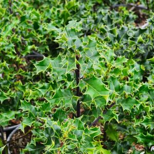 Ilex aquifolium 40-60 cm